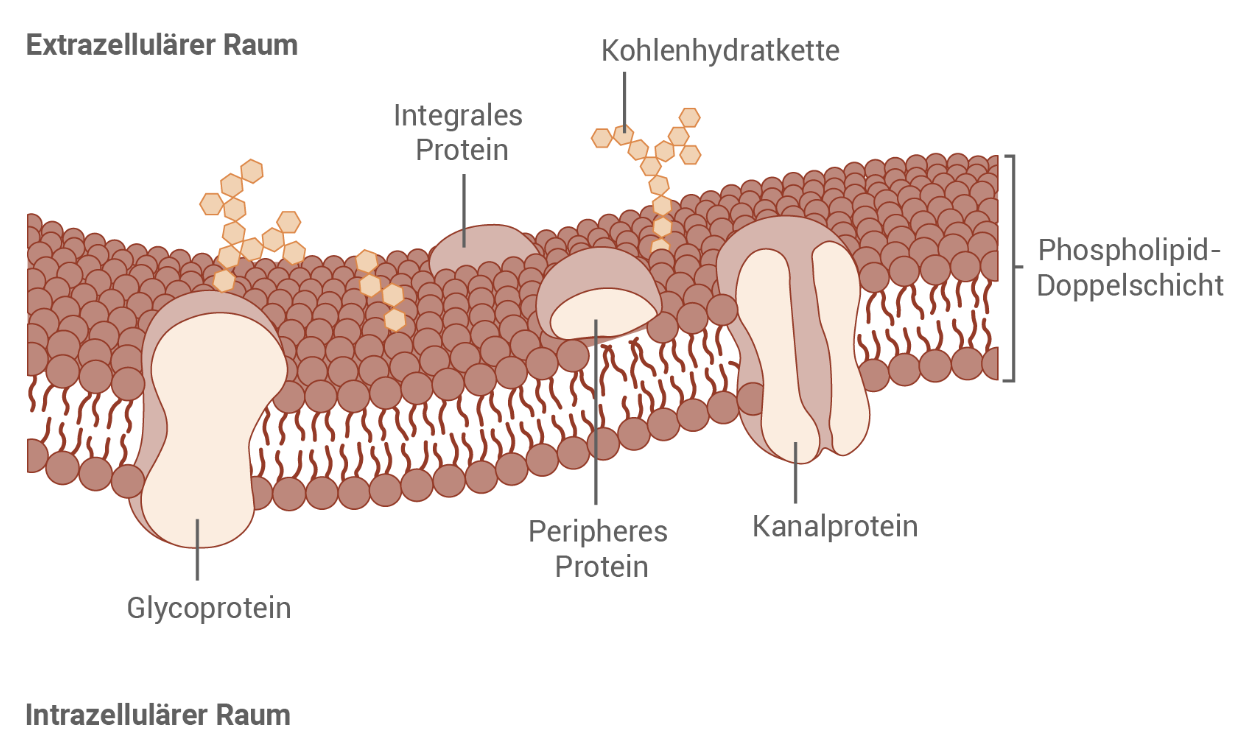 Schematische Zellmembran mit Phospholipid-Doppelschicht, verschiedenen Membranproteinen und Zuckerketten